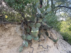 Opuntia caboensis