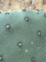 Opuntia caboensis