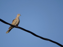Streptopelia decaocto