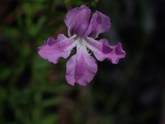 Coopernookia barbata