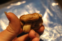 Agaricales