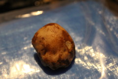Agaricales
