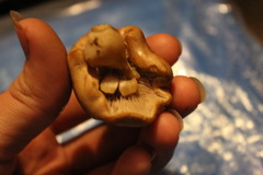 Agaricales