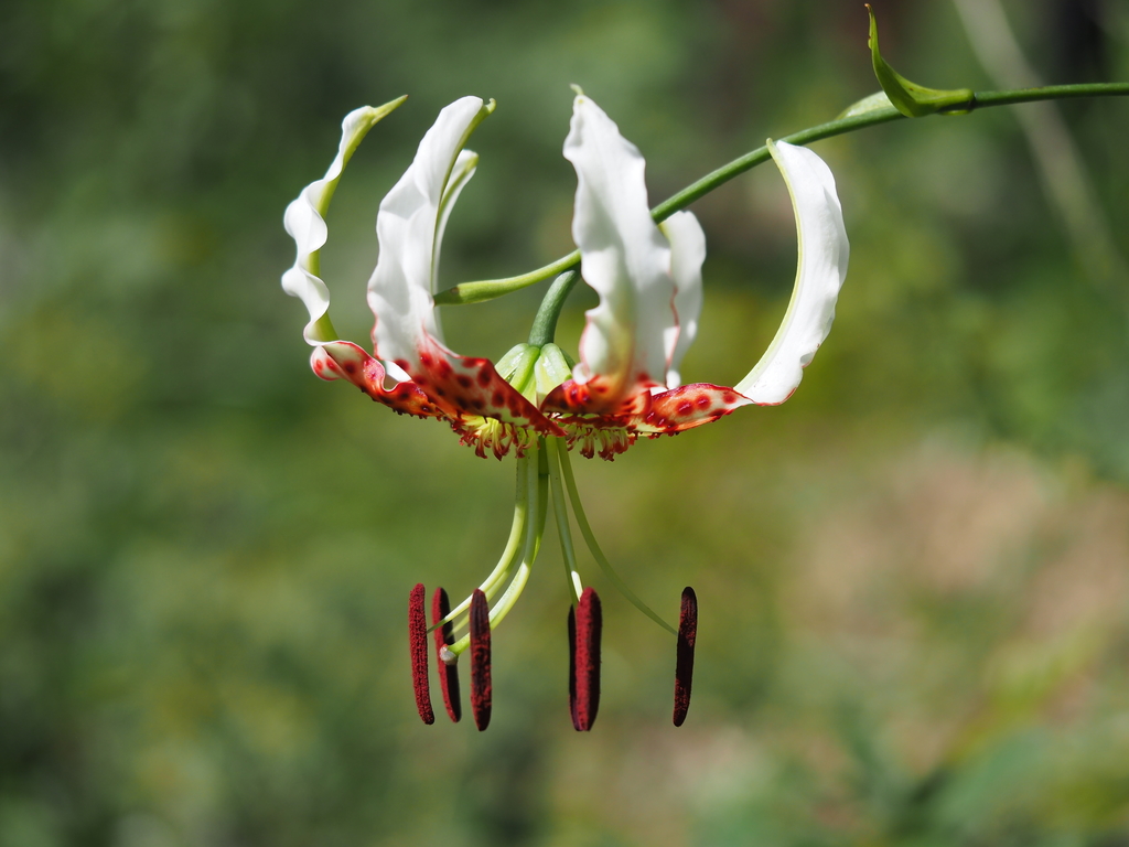 Lilium sect. Archelirion