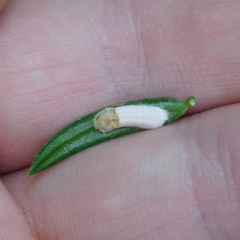 Pulvinaria camelicola