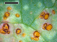 Miyagia pseudosphaeria