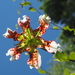 Lilium speciosum - Photo (c) 小铖/Smalltown, algunos derechos reservados (CC BY-NC), subido por 小铖/Smalltown