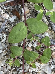Euphorbia dentosa