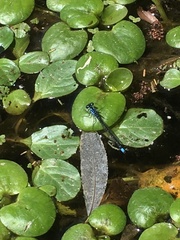 Cyanallagma interruptum