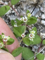 Euphorbia dentosa