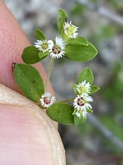 Euphorbia dentosa