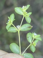 Euphorbia dentosa