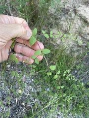 Euphorbia dentosa