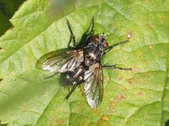 Periscepsia spathulata