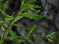 Coopernookia barbata