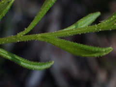 Coopernookia barbata