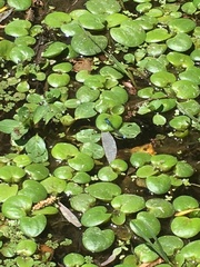 Cyanallagma interruptum