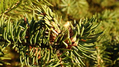 Pineus similis