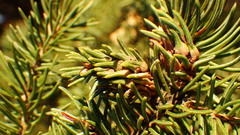 Pineus similis