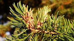 Pineus similis