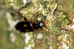 Dromius fenestratus