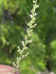 Setaria liebmannii