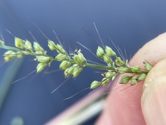 Setaria liebmannii
