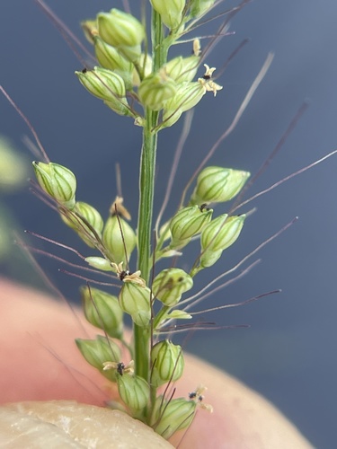 Setaria liebmannii