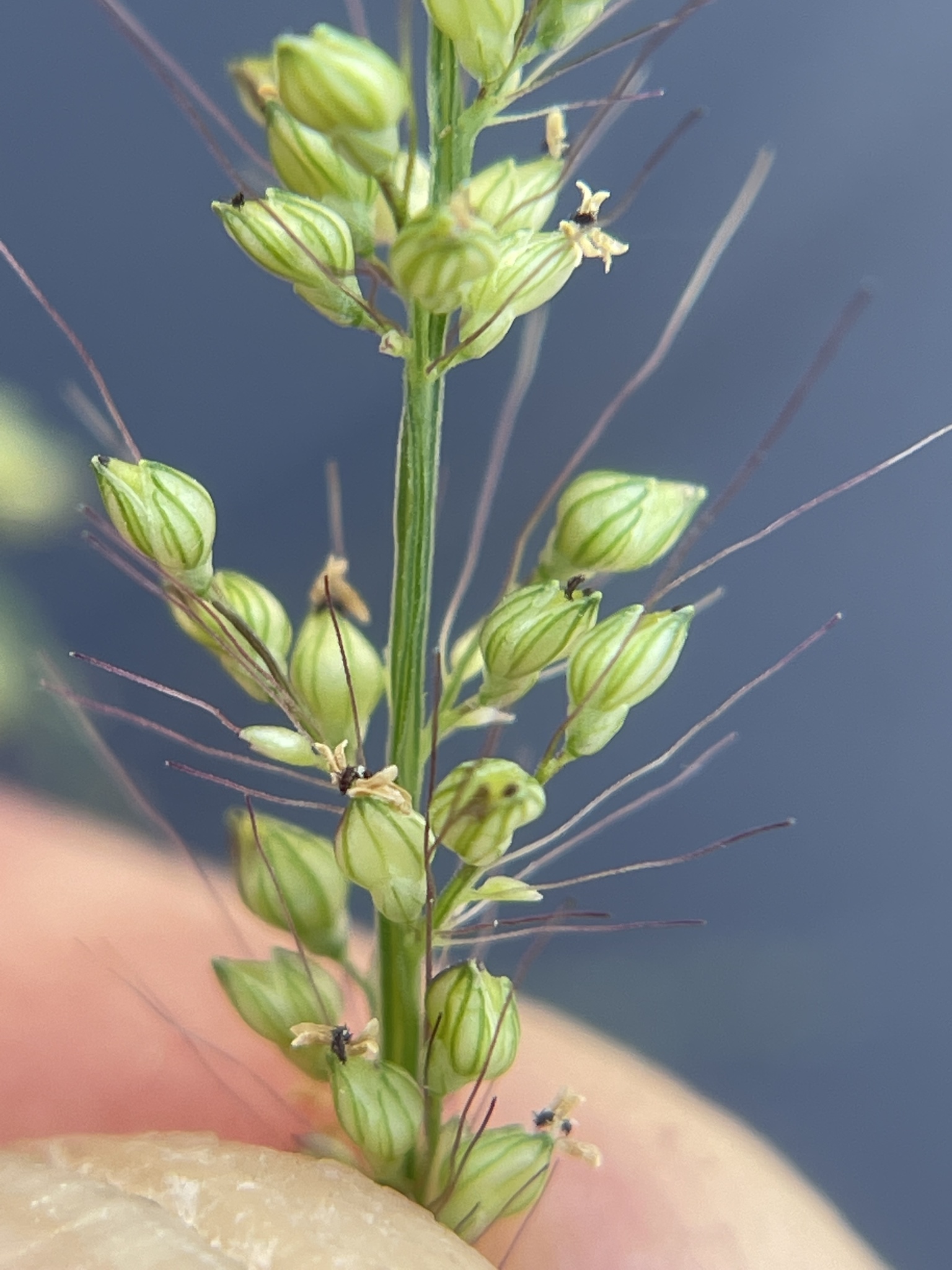 Setaria liebmannii