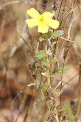 Tribulus hirsutus