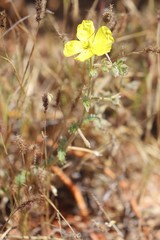 Tribulus hirsutus