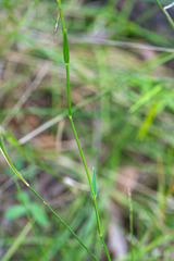 Entolasia stricta
