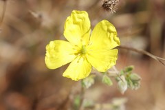 Tribulus hirsutus