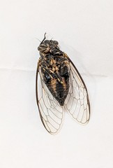 Myopsalta leona