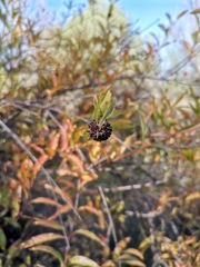 Cephalanthus salicifolius