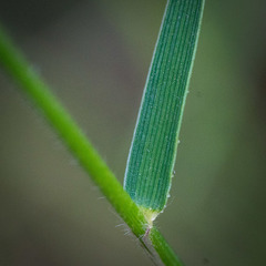 Entolasia stricta