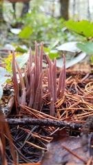 Alloclavaria