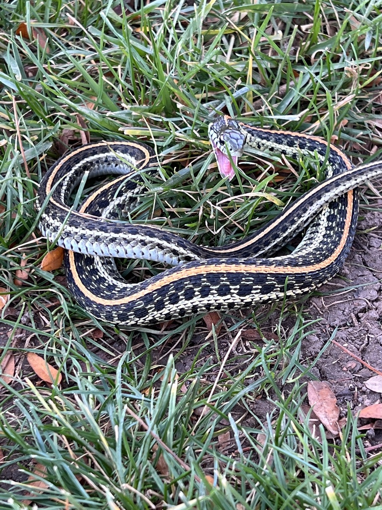 Plains Garter Snake from Patterson Pl, Fort Collins, CO, US on November ...