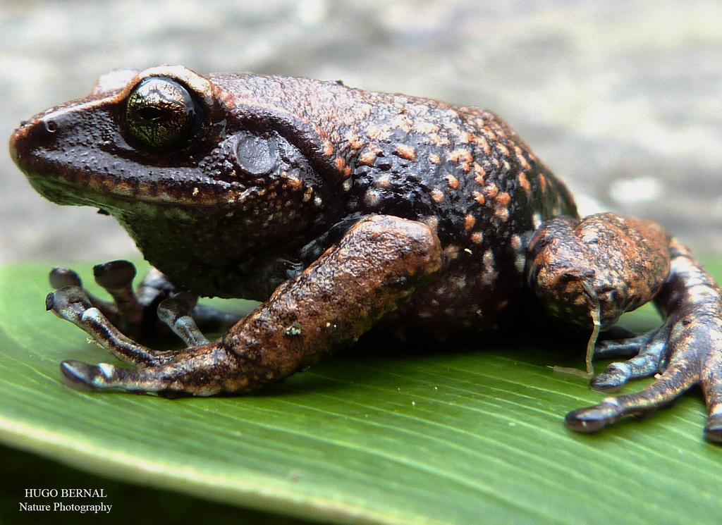 Cundinamarca Robber Frog