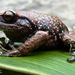 Cundinamarca Robber Frog - Photo (c) Hugo Bernal Hernández, some rights reserved (CC BY-NC), uploaded by Hugo Bernal Hernández