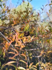 Cephalanthus salicifolius