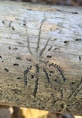 Pityogenes bidentatus