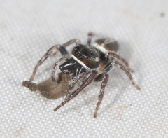 Opisthoncus parcedentatus