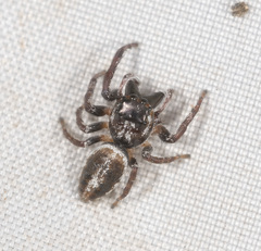 Opisthoncus parcedentatus