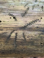 Pityogenes bidentatus