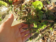 Hypericum sphaerocarpum