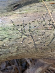 Pityogenes bidentatus