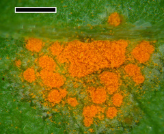 Puccinia oxalidis
