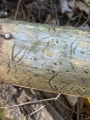 Pityogenes bidentatus