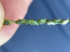 Anthephora hermaphrodita